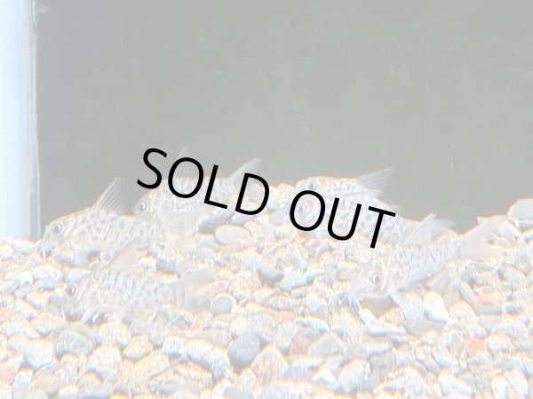 画像2: コリドラス ロレトエンシス ブリード (2)