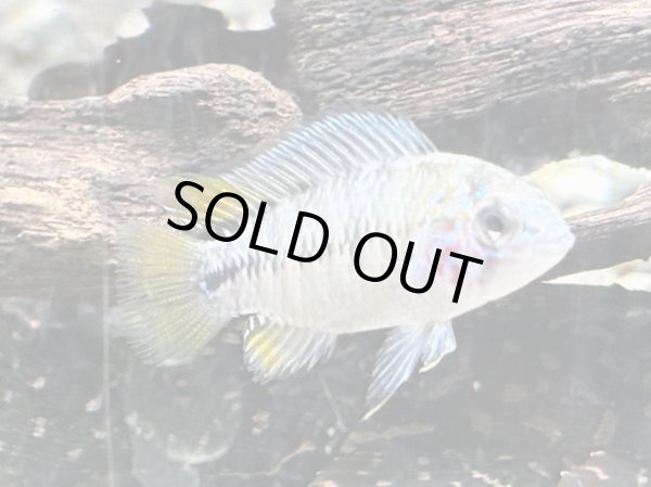 画像1: アピストグラマ ボレリー オパール 1ペア EUブリード (1)