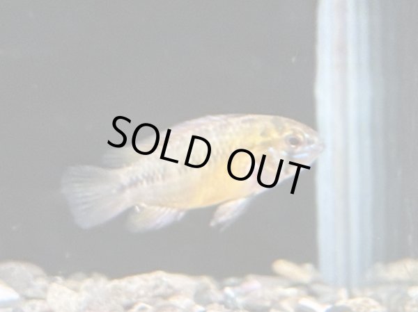 画像3: アピストグラマ ボレリー オパール 1ペア EUブリード (3)