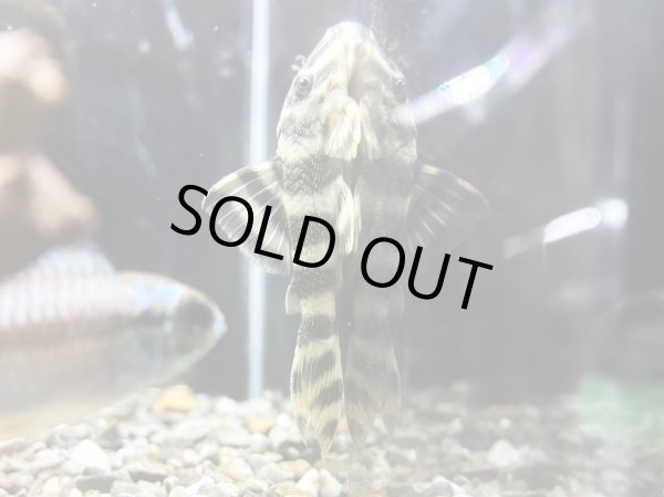 画像1: ニュークイーンインペリアルプレコ ブリード★ (1)