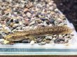 画像1: ポリプテルス コンギクス(7cm±)ブリード★ (1)