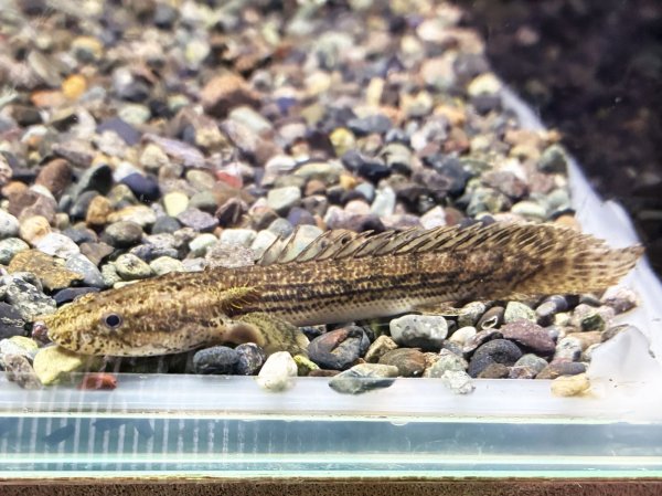 画像1: ポリプテルス コンギクス(7cm±)ブリード★ (1)