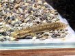 画像2: ポリプテルス コンギクス(7cm±)ブリード★ (2)