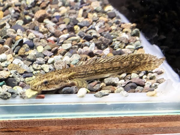 画像2: ポリプテルス コンギクス(7cm±)ブリード★ (2)