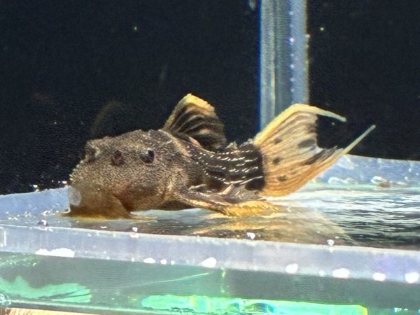 画像2: ウルトラスカーレットトリムプレコL025(4cm±)ブリード★ (2)