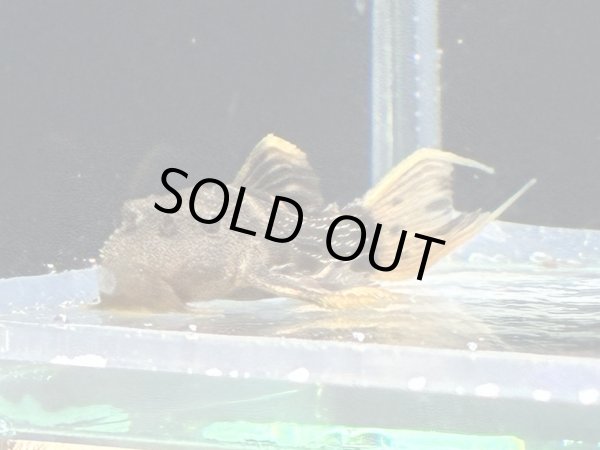 画像2: ウルトラスカーレットトリムプレコL025(4cm±)ブリード (2)