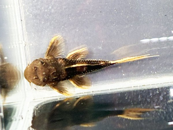 画像4: ウルトラスカーレットトリムプレコL025(4cm±)ブリード★ (4)