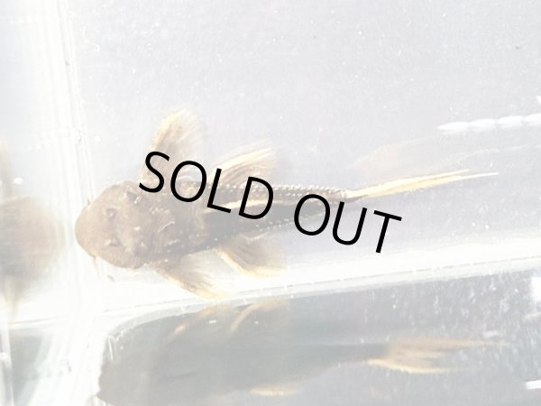 画像4: ウルトラスカーレットトリムプレコL025(4cm±)ブリード (4)