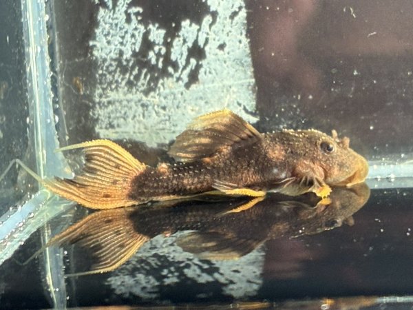 画像1: ウルトラスカーレットトリムプレコL025(4cm±)ブリード★ (1)