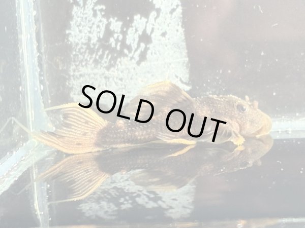 画像1: ウルトラスカーレットトリムプレコL025(4cm±)ブリード (1)