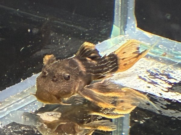 画像3: ウルトラスカーレットトリムプレコL025(4cm±)ブリード★ (3)