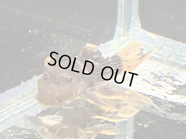 画像3: ウルトラスカーレットトリムプレコL025(4cm±)ブリード (3)