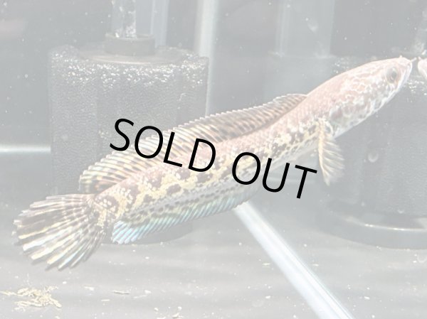 画像2: バイオレットスネークヘッド(12cm±)上物WILD★ (2)