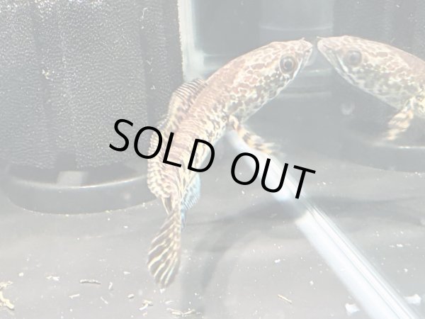 画像3: バイオレットスネークヘッド(12cm±)上物WILD★ (3)