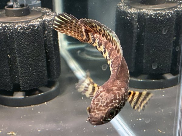 画像4: バイオレットスネークヘッド(12cm±)上物WILD★ (4)