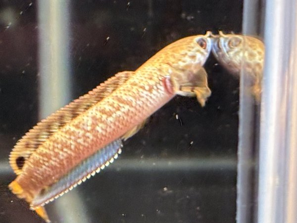 画像1: チョコレートレインボースネークヘッド(7cm±)★ (1)