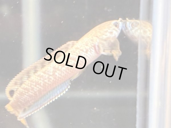 画像1: チョコレートレインボースネークヘッド(7cm±)WILD★ (1)