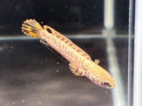 画像4: チョコレートレインボースネークヘッド(7cm±)★ (4)