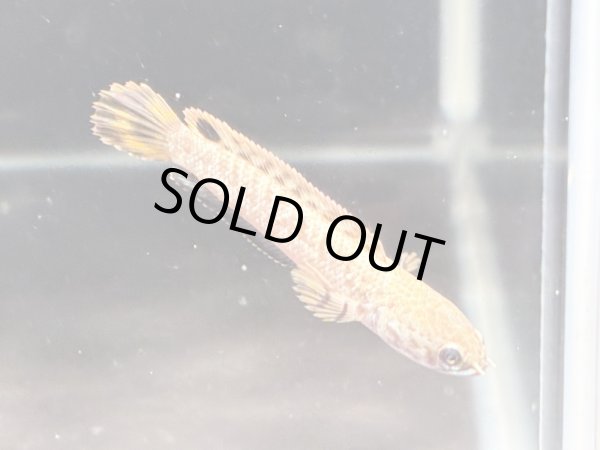 画像4: チョコレートレインボースネークヘッド(7cm±)WILD★ (4)