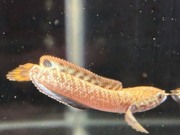 画像2: チョコレートレインボースネークヘッド(7cm±)★ (2)