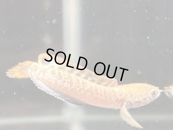 画像2: チョコレートレインボースネークヘッド(7cm±)WILD★ (2)