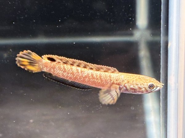 画像5: チョコレートレインボースネークヘッド(7cm±)★ (5)