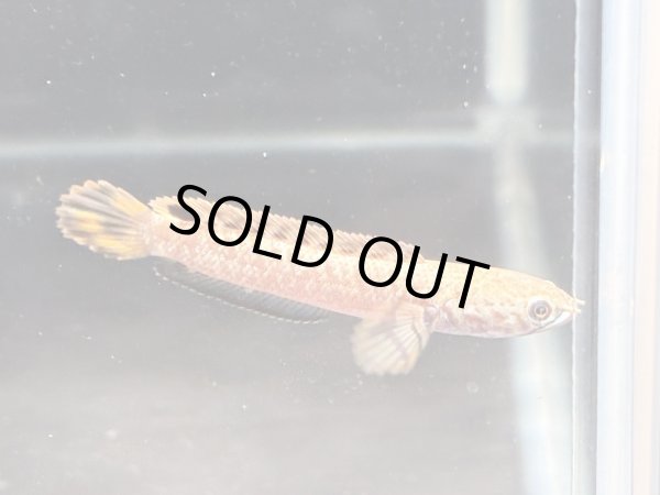 画像5: チョコレートレインボースネークヘッド(7cm±)WILD★ (5)