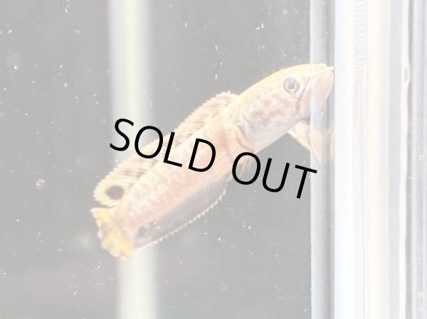 画像3: チョコレートレインボースネークヘッド(7cm±)WILD★ (3)