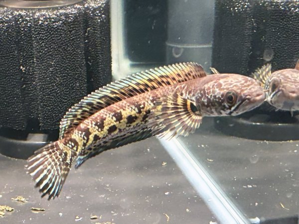 画像5: バイオレットスネークヘッド(12cm±)上物WILD★ (5)