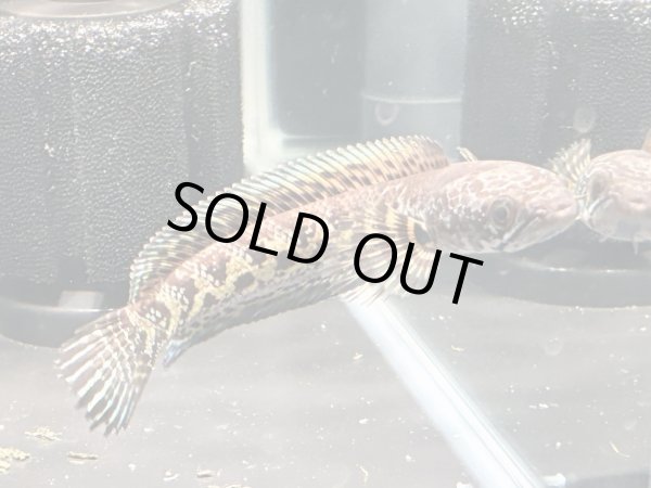 画像5: バイオレットスネークヘッド(12cm±)上物WILD★ (5)