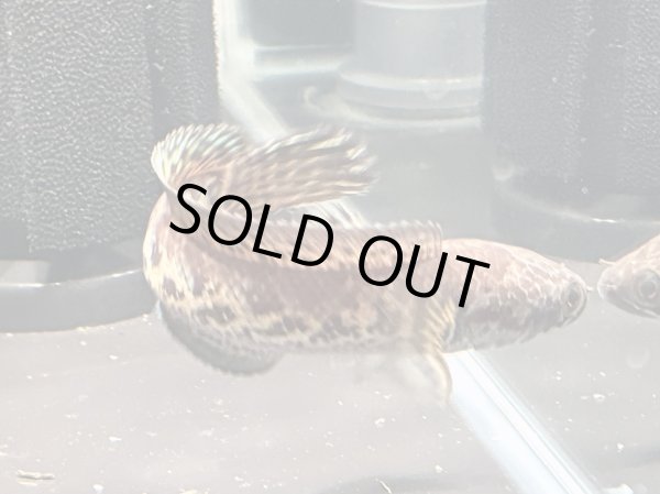 画像6: バイオレットスネークヘッド(12cm±)上物WILD★ (6)