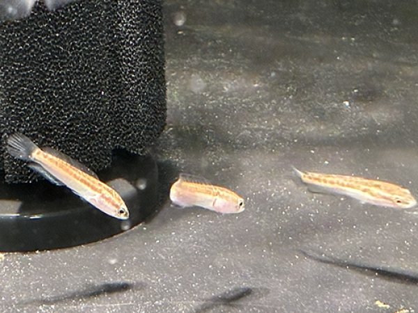 画像2: タイワンドジョウ(4cm±)WILD (2)