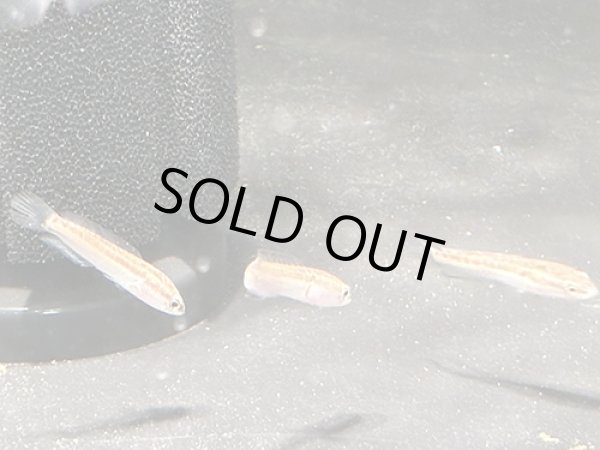 画像2: タイワンドジョウ(4cm±)WILD (2)