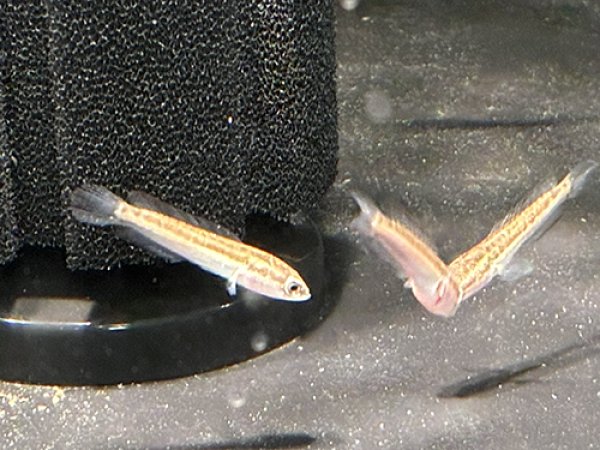 画像1: タイワンドジョウ(4cm±)WILD (1)