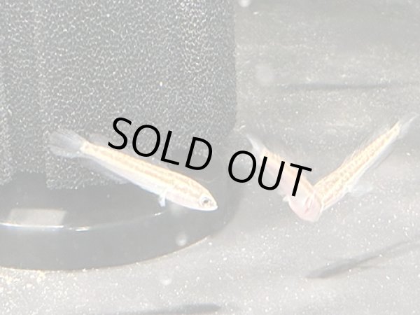 画像1: タイワンドジョウ(4cm±)WILD (1)