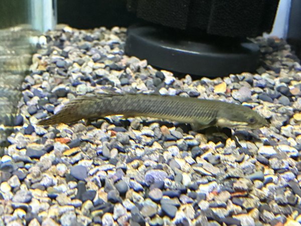 画像1: ポリプテルス パルマスポーリー(7cm±)ブリード★ (1)