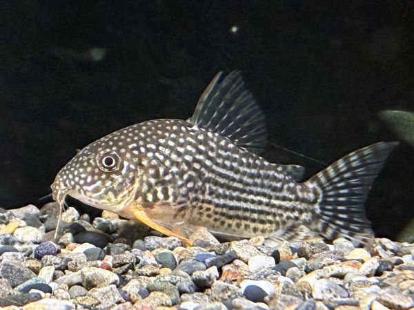 画像1: コリドラス ステルバイ Lサイズ (1)