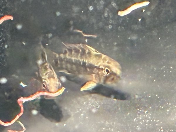 画像2: アピストグラマ ホングスロイレッド 1ペア 国産ブリード★ (2)