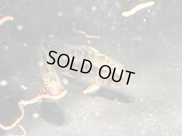 画像2: アピストグラマ ホングスロイレッド 1ペア 国産ブリード (2)