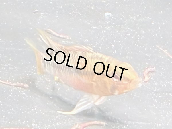 画像1: アピストグラマ ホングスロイレッド 1ペア 国産ブリード (1)