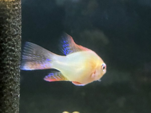 画像2: ジャパンレッドラミレジィ オスのみ (2)