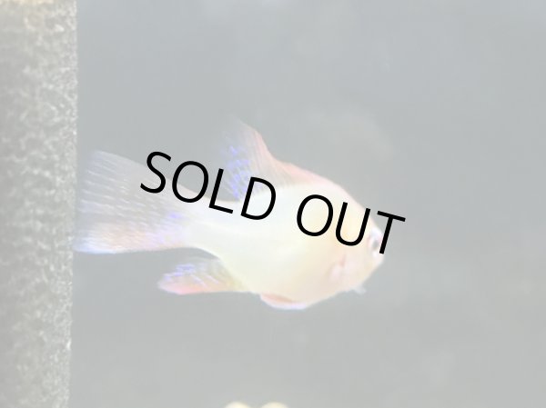 画像2: ジャパンレッドラミレジィ オスのみ (2)