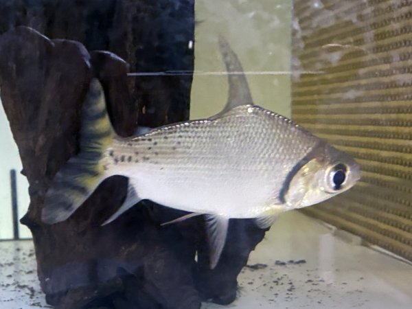 画像1: カラープロキロダス(14cm±)WILD★ (1)