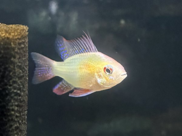 画像1: ジャパンレッドラミレジィ オスのみ (1)