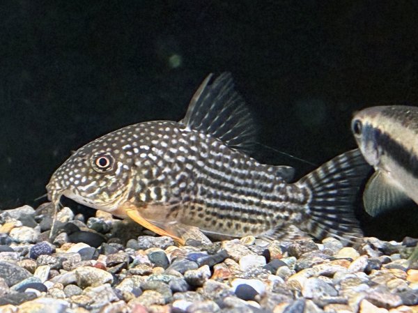 画像2: コリドラス ステルバイ Lサイズ (2)