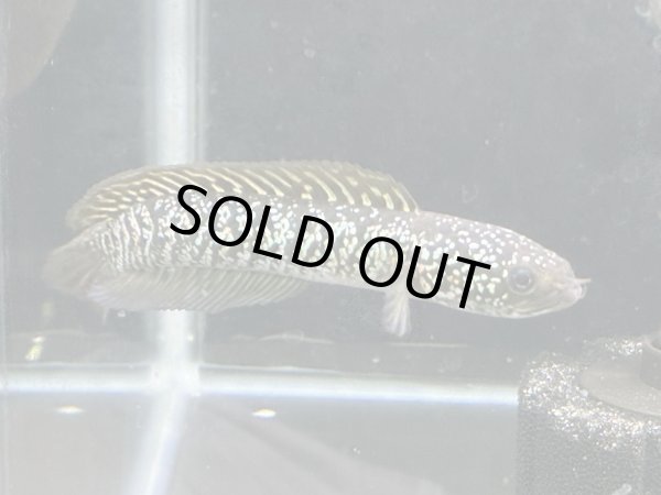 画像2: スターダストダイヤモンドコウタイ(12cm±)上物 (2)