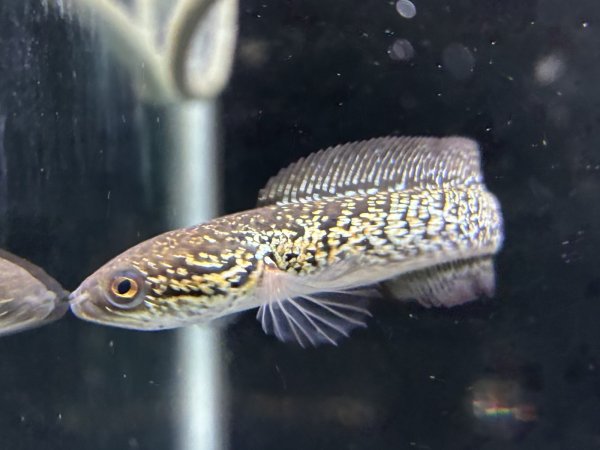 画像2: スターダストダイヤモンドコウタイ(9cm±) (2)