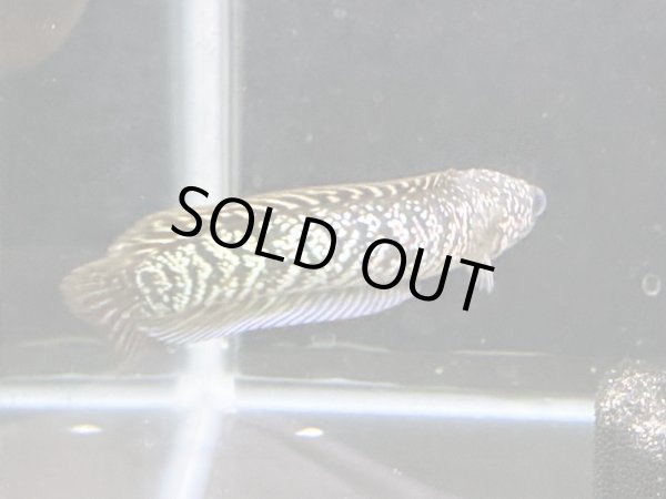 画像3: スターダストダイヤモンドコウタイ(12cm±)上物 (3)