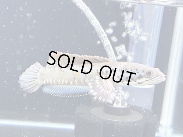 画像1: チャンナ オルナティピンニス(13cm±)WILD★ (1)