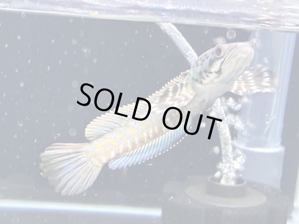 画像3: チャンナ オルナティピンニス(13cm±)WILD★ (3)